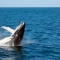 Paradís de balenes a les Açores