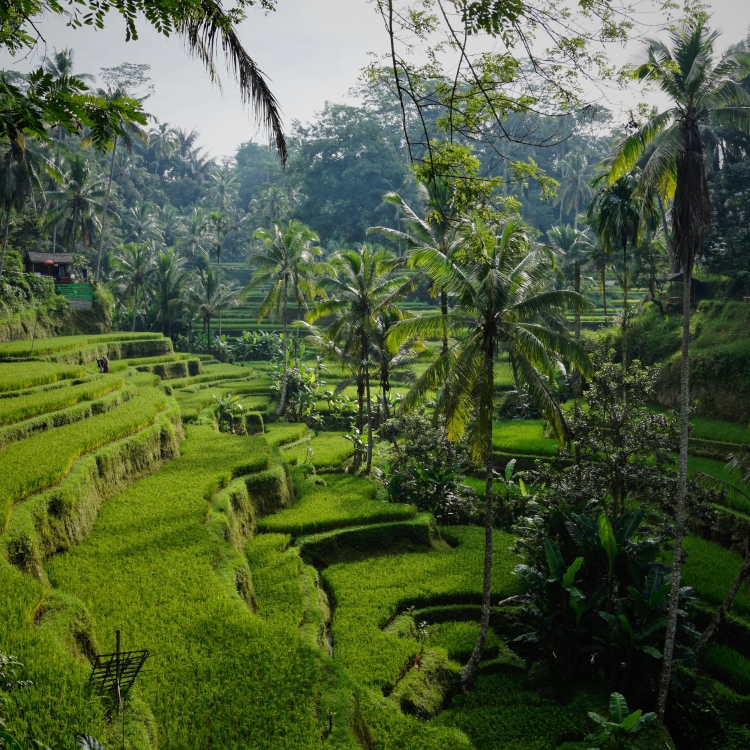 Viaje a Bali y Isla de Rote Nadiu Viatges Turismo Responsable