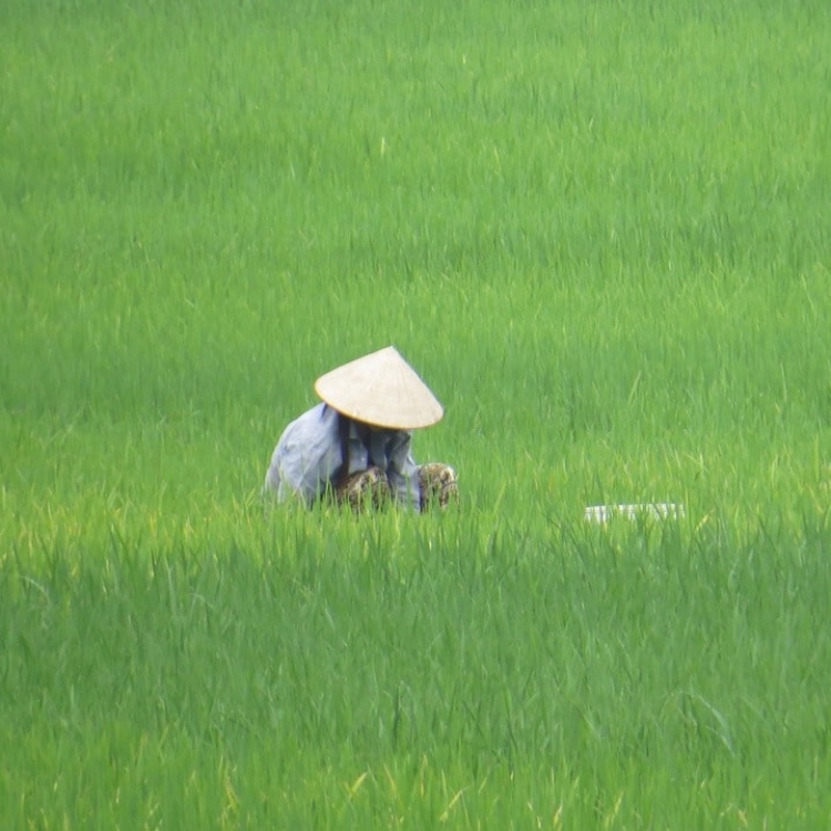 Viaje en grupo a Vietnam Nadiu Viatges Turismo Responsable